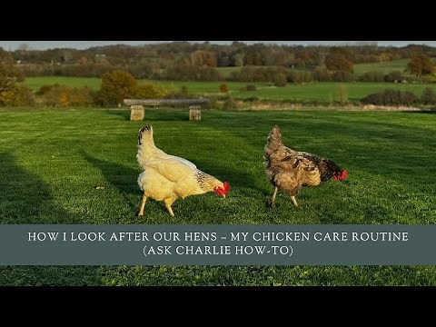 How I Look After Our Hens – My Chicken Care Routine (Ask Charlie How-To)