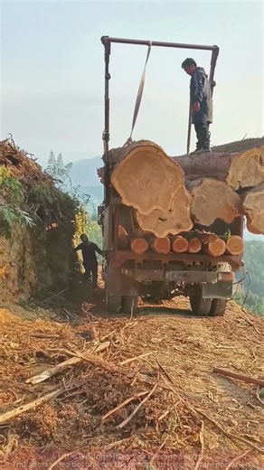 Watch How Foresters Precisely Load a Giant Log onto the Truck's Rear