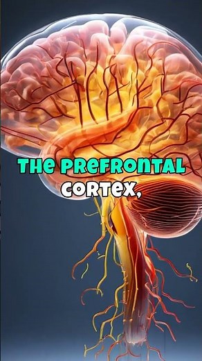 The Science Behind Anger: What Happens to Your Brain?