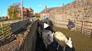 The Sheep Game on Instagram: "COUNTING SHEEP How do you count sheep? 1️⃣2️⃣3️⃣4️⃣... Despite Maths being one of my strongest subjects at school I've never been good at counting sheep.... I probably did't even get this count right and it couldn't be any easier 😂 When counting, I restart the count again every 50 and each time i get to 100 I note '1' in my head. Anyone else do weird things like that? 🤔"