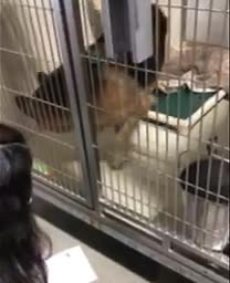 5.9K views · 248 reactions | While our shelter management was doing their morning walkthrough, Gravy kept politely asking to play fetch. We’d sure love to see her go to a home where she can play freely! Gravy is a 5 year old female German Shepherd, who is very smart gets along with other dogs! She is available for adoption and waiting impatiently for her home. ❤️ | Kern County Animal Services | Facebook