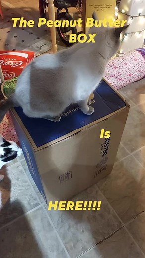 Chewy The Peanut Butter Box is HERE! #cats #catsofinstagram #cat #turkishvan #tonkinese #catsofday #ChewyBox #chewy #catlife #cutecat #catlover | The House Of Nine Lives