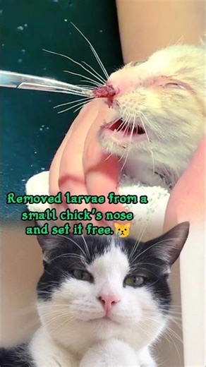 Removed larvae from a small chick’s nose and set it free #AnimalRescue #SaveAnimals #KindnessMatters