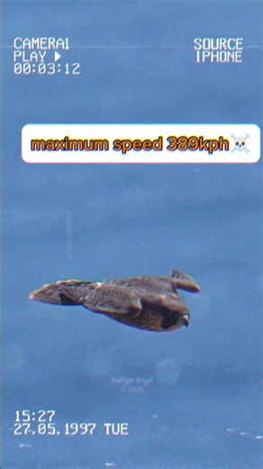 #speedchallenge #falcon #fastestbird#f35#explore#viralvideo