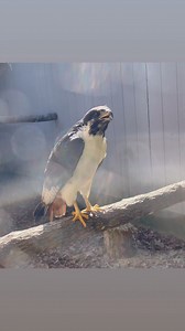 Springtime at the Wildlife Center means that many of our animal residents are expressing breeding/nesting behaviors! Here, our female augur buzzard is protesting the presence of one of her keepers checking on her nest-building progress. We certainly hope to see baby buzzards from this breeding pair in late spring! 🐣 | North Florida Wildlife Center