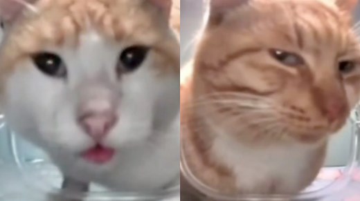 Cat Feeder Camera Cats | Know Your Meme
