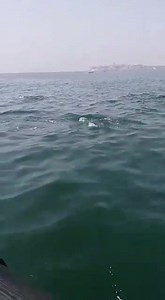 75K views · 2.9K reactions | Dolphins at Churna island ❤️ Today. | Karachi Walay | Facebook