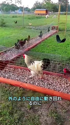 トンネルで育てると鶏が幸せになる飼い方