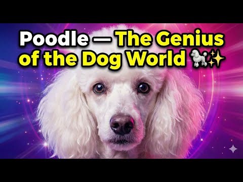Poodle — The Elegant Genius of the Dog World 🐩✨