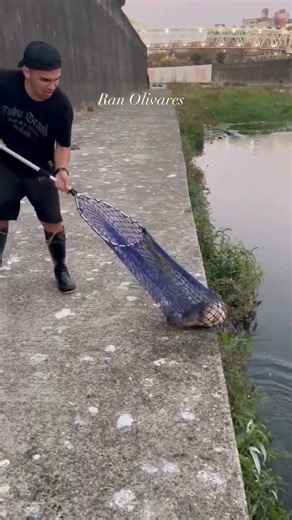 Sniffing on the side #fishing #freshwaterfish #fishspecies #carpfishing #carp#carpfish#fishingvideo