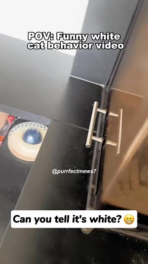 103K views · 2K reactions | Funny white cat behavior video藍藍 #cat #cats #cutecat #catlover #catsoftiktok #fyp #foryou #funny #foryoupage #funnyvideos #funnycat #funnytiktok #funnyanimal | J. Truelove | Facebook