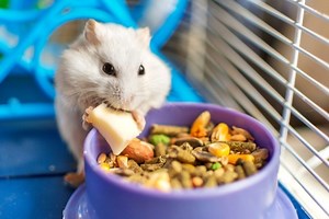 How Long Can a Hamster Go Without Water?