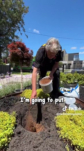 How to Plant Japanese Maple Trees Successfully