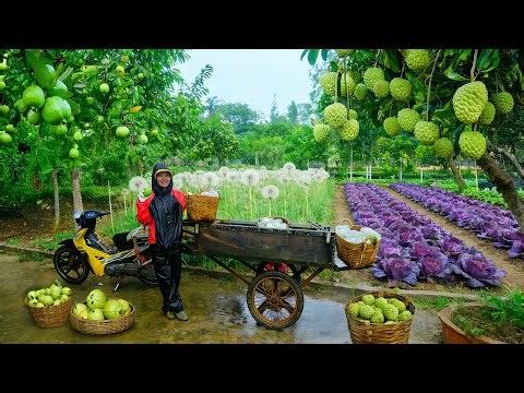 Harvest Farm Produce: Guavas, Dandelion Greens, Purple Greens, Custard Apples To Sell At The Market