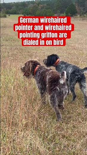 German wirehaired pointer and wirehaired pointing griffon smell a bird #gundog