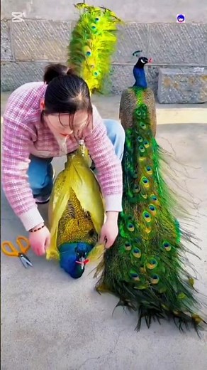 The Mystery of the Peacock Horn #peacock #shorts