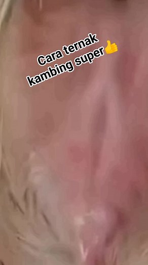 114K views · 263 reactions | Cara ternak kambing super mantap Bagian 3 | Ternak kambing | Facebook