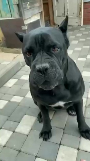 716K views · 6.8K reactions | That’s so sweet, love that he trust the dog enough not to get too aggravated and the dogs is a sweet enough puppy to never bite or anything.殺殺 | Cane Corso USA. | Facebook