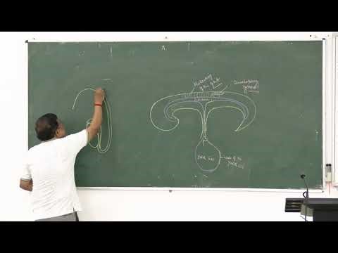 Lecture On Complete Gametogenesis Lecture: Spermatogenesis and Oogenesis Explained | MBBS