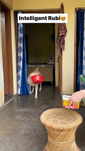 Ice cream lover 😋 || labra rubi || #facebookviralfacebook #viralvideochallenge #viralreelsシ #reelsvideoシ #viralreels #labrador #doglover #funnyvideos #cute #facebookreels #reelsviral | rubi’s world