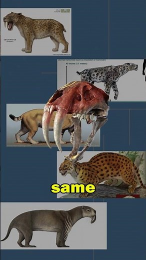 All 5 Types Of Sabertooths Explained