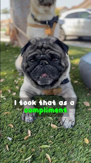 Chubby Pugs ARE Cute Pugs!!🐶😊