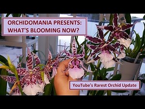 Orchidomania Presents: What's Blooming Now & Rarest Orchid Update