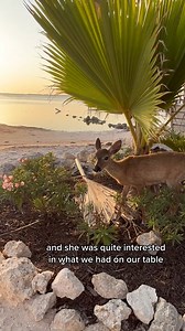 1K views · 45 reactions | You can find Florida Keys magic & the...