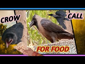Crow Call For Food | Crow Sounds | Crow Call To Attract Crows | Crow Call |