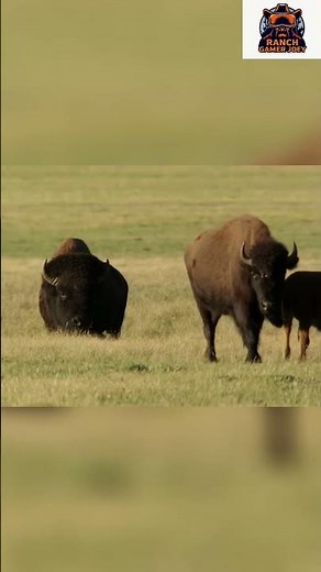 Bison Mating Rituals: Prairie Love is WILD!