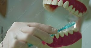 The dentist is holding a dental model of a jaw and a toothbrush, she is demonstrating and explaining how to brush teeth.