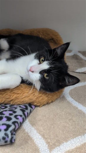 4.4K views · 189 reactions | Baxter, an amazing young male! He likes to be held is amazingly cute and sweet, come meet him today! | Genesee County Animal Control | Facebook