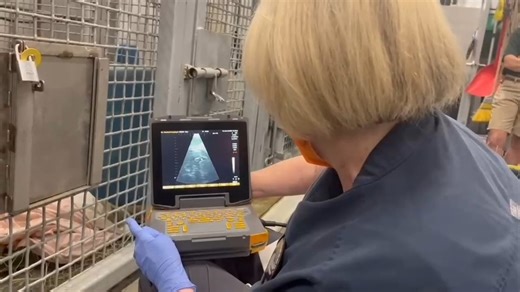 Just like in human medicine, healthy pregnancies rely on good data, skilled care, and trust.​ Ruby, a 26-year-old orangutan and first-time mom, has learned to voluntarily participate in ultrasounds and health checks. That didn’t happen overnight. Years of relationship building with her care team laid the foundation, teaching trust, stationing, and body-part presentation long before pregnancy began.​ Because there's limited prenatal data for orangutans, Ruby’s ultrasound measurements, hormone dat