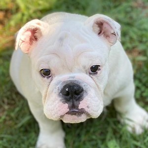 6.2K views · 1K reactions | Something rather crazy happened while we were cleaning out the toy box - and it’s 100% true! In fact when it happened I was on the phone with a fan, who’s become a close friend, and she was laughing too! Maybe it was my white flowered jammie pants Tumbleweed didn’t like - who knows! The funniest things are always true! Oh Augie & Gigi... | Augie Doggy’s Place | Facebook