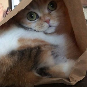 3.2M views · 118K reactions | I’m ice cream  | Hello_Luna_Rose | Facebook