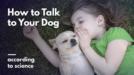 How to communicate with dogs based on scientific research