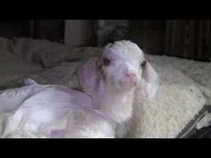 Talking with a Baby Goat