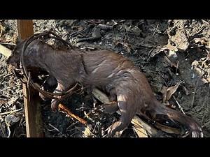 Trapping the iowa beaver pond series (we got the mink)