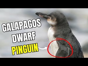 Exploring Galapagos Penguins: Unique Facts and Fascinating Insights
