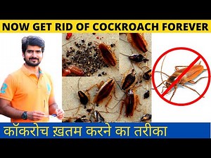 Odorless cockroach treatment | Cockroach control treatment | How to get rid of cockroach | gel