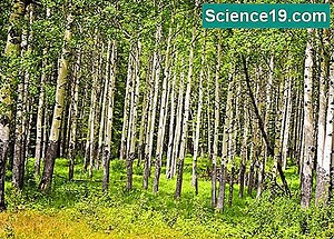 Kavak Ağacı Kimlik 💫 Bilimsel Ve Popüler Multimedya Portalı. 2025