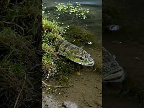 INSANE Fish Bite! 🎣 Bait Secrets Revealed! 🤯 Baiting Techniques for Beginners! ✨