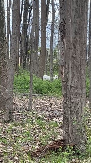Check this out! One of our staff members got some video of an albino deer in east Daviess County. | Owensboro Times