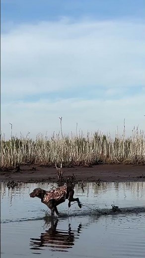 German short haired pointer, duck hunting