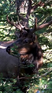 Sound up! Ever heard a bull hiss before? #photography #wildlife #nature #elk #bullelk #foryoupageシ #explorepage #wildanimals | Good Bull Guided