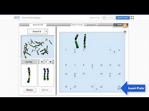 Human Karyotyping Gizmo - Tips & Strategies