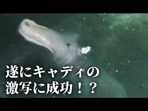 [UMA] A photo of what appears to be a Caddy! But its true identity is actually... (Cadborosaurus)