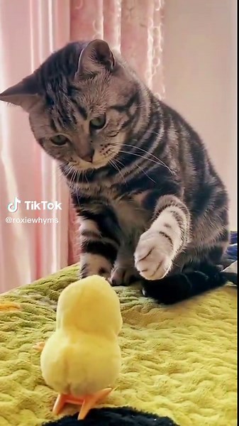 #Pet Diary at home #Sand cat's daily routine #So you are this kind of Kitty #Cute #Cat