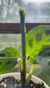 85 reactions | Rabbit’s Foot Propagation  #maranta • Propagation works because plants can redirect growth hormones to the cut area, forming roots where there weren’t any before. With clean cuts, good hydration, and bright indirect light, you can turn one plant into many naturally  • #maranta #prayerplant #prayerplants #prayerplantsofinstagram #plants #plantsmakepeoplehappy #fblifestyle #plantsofinstagram #propagation | Foraging Fosters | Facebook