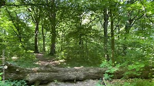 Maple and hornbeam trees in spring, Holosiivskyi forest in Kiyv, Ukraine